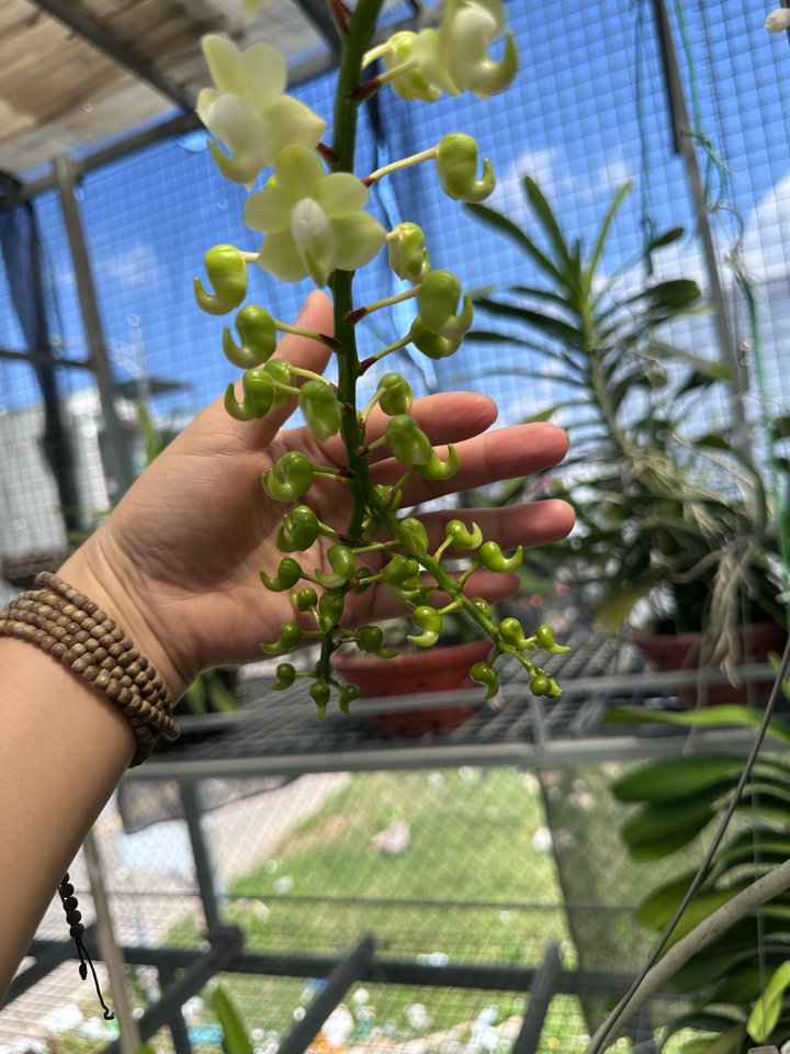 Phân Tan chậm thông minh: 16-16-16 TE+ Thái Lan  (Túi tiện lợi 100 bịch đóng sẵn)-duoc-ban-tai-THƯỞNG LÃM PHONG LAN VIỆT NAM