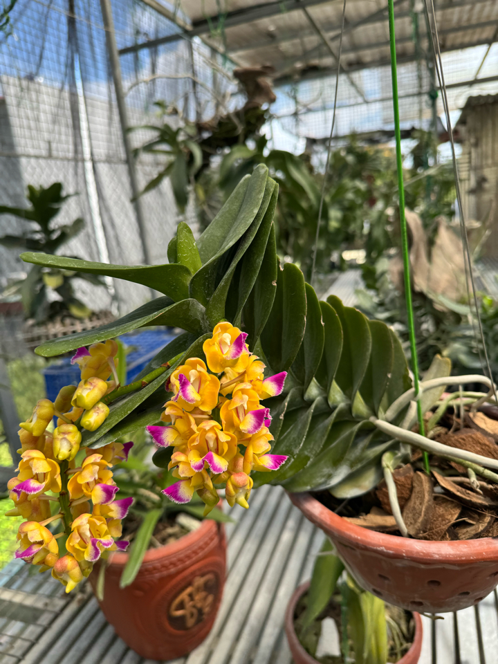 [Free ship 10kg] - Giá thể sọ dừa già - size tổng hợp đã xử lý Trichodema-duoc-ban-tai-THƯỞNG LÃM PHONG LAN VIỆT NAM