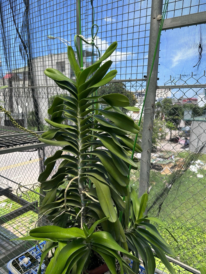 Phân bón hữu cơ GE Nha Đam -duoc-ban-tai-THƯỞNG LÃM PHONG LAN VIỆT NAM