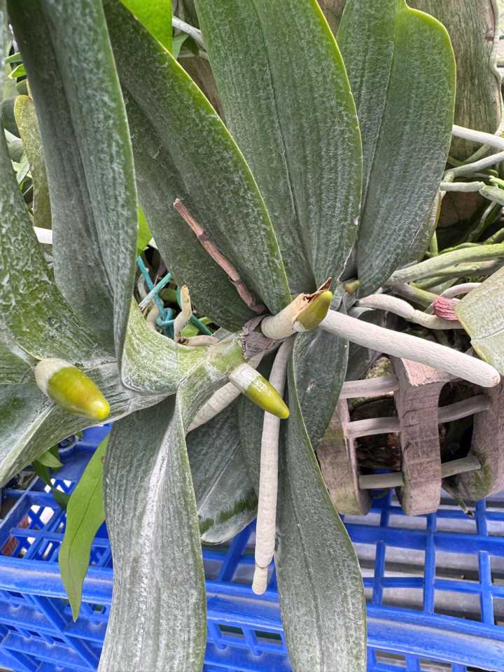 Combo phục hồi trẻ hoá bộ rễ dành cho Cây Hoa Lan: 01 chai FloraKleen 100ml + 02 chai Phân bón hữu cơ (GE) Nha đam 01 lít + 01 chai B1 Grofer Thái Lan 1 Lít-duoc-ban-tai-THƯỞNG LÃM PHONG LAN VIỆT NAM