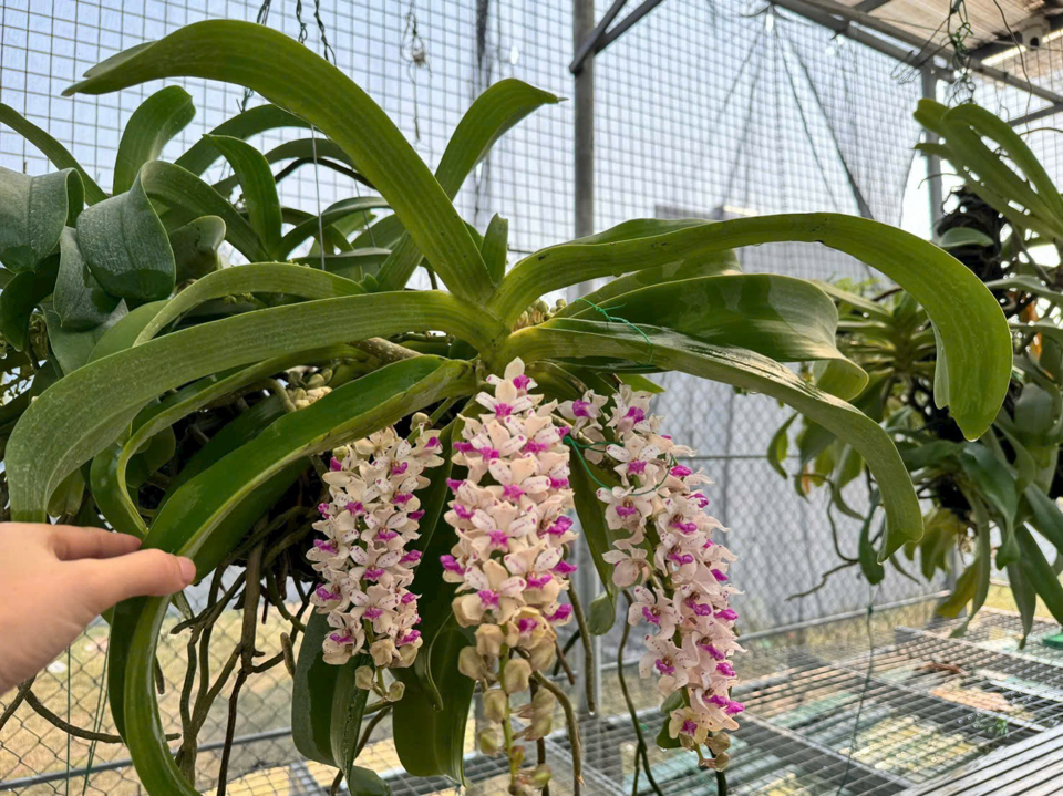 Phân Tan chậm thông minh: 16-16-16 TE+ Thái Lan  (Túi tiện lợi 100 bịch đóng sẵn)-duoc-ban-tai-THƯỞNG LÃM PHONG LAN VIỆT NAM