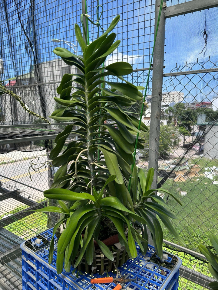 Phân bón hữu cơ GE Nha Đam -duoc-ban-tai-THƯỞNG LÃM PHONG LAN VIỆT NAM