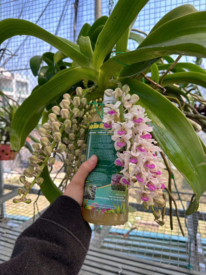 [Free ship] Phân bón hữu cơ - GE Nha Đam 1 Lít-duoc-ban-tai-THƯỞNG LÃM PHONG LAN VIỆT NAM