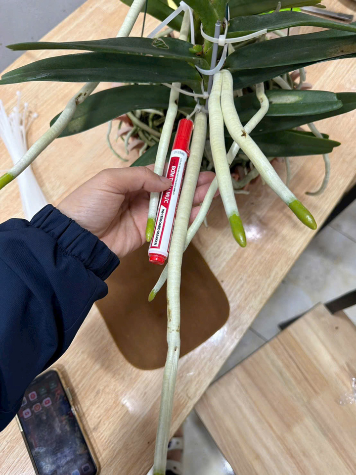 [Free ship] Phân bón hữu cơ - GE Nha Đam 1 Lít-duoc-ban-tai-THƯỞNG LÃM PHONG LAN VIỆT NAM