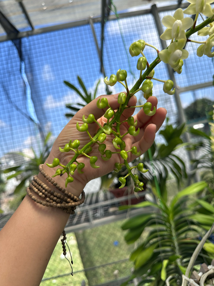 Phân Tan chậm thông minh: 16-16-16 TE+ Thái Lan  (Túi tiện lợi 100 bịch đóng sẵn)-duoc-ban-tai-THƯỞNG LÃM PHONG LAN VIỆT NAM