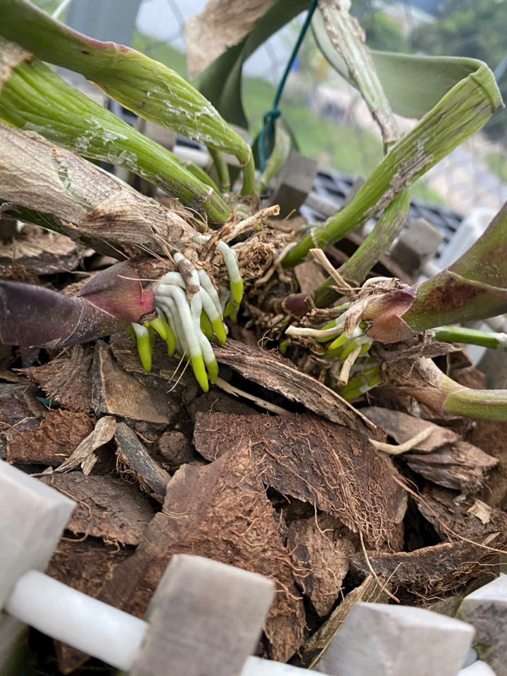 [Free ship] Phân bón hữu cơ - GE Nha Đam 1 Lít-duoc-ban-tai-THƯỞNG LÃM PHONG LAN VIỆT NAM