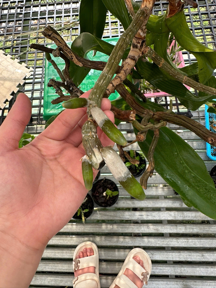 Combo phục hồi trẻ hoá bộ rễ dành cho Cây Hoa Lan: 01 chai FloraKleen 100ml + 02 chai Phân bón hữu cơ (GE) Nha đam 01 lít + 01 chai B1 Grofer Thái Lan 1 Lít-duoc-ban-tai-THƯỞNG LÃM PHONG LAN VIỆT NAM