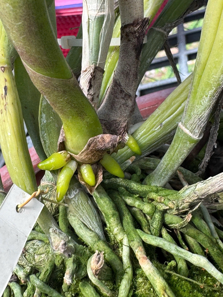 Combo phục hồi trẻ hoá bộ rễ dành cho Cây Hoa Lan: 01 chai FloraKleen 100ml + 02 chai Phân bón hữu cơ (GE) Nha đam 01 lít + 01 chai B1 Grofer Thái Lan 1 Lít-duoc-ban-tai-THƯỞNG LÃM PHONG LAN VIỆT NAM