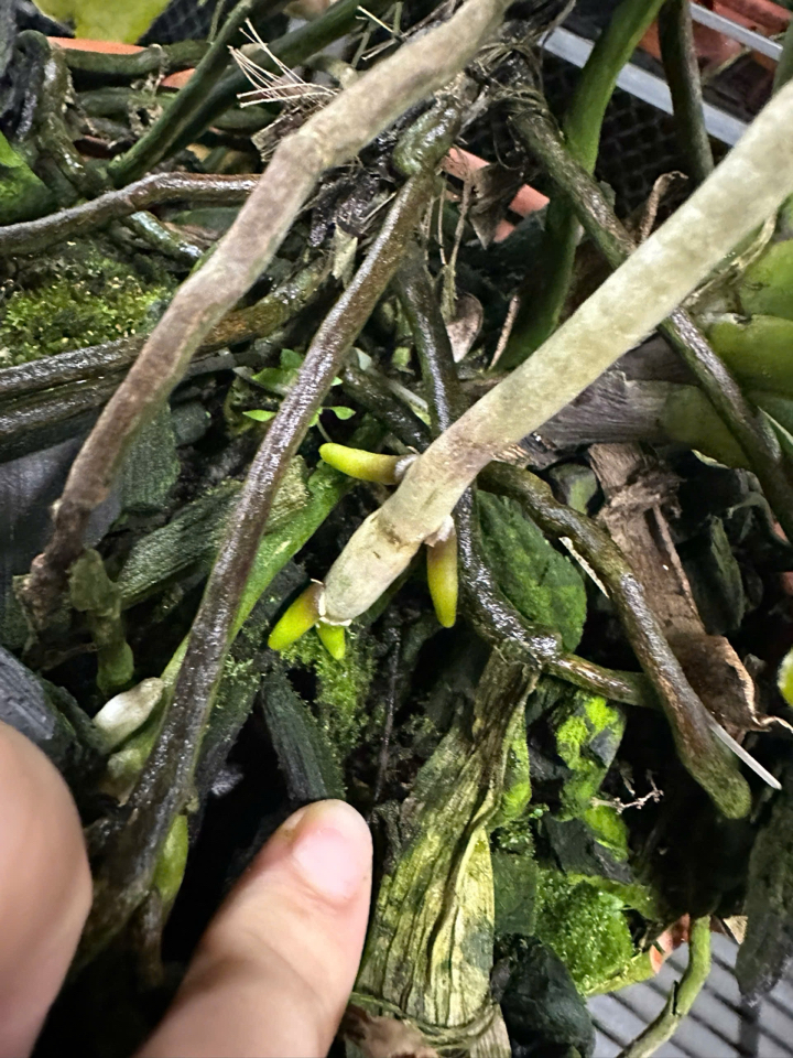 Combo phục hồi trẻ hoá bộ rễ dành cho Cây Hoa Lan: 01 chai FloraKleen 100ml + 02 chai Phân bón hữu cơ (GE) Nha đam 01 lít + 01 chai B1 Grofer Thái Lan 1 Lít-duoc-ban-tai-THƯỞNG LÃM PHONG LAN VIỆT NAM