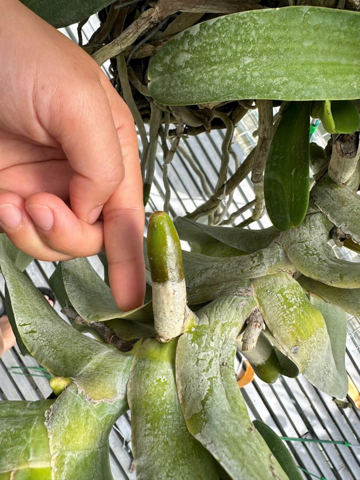 [Free ship] Phân bón hữu cơ - GE Nha Đam 1 Lít-duoc-ban-tai-THƯỞNG LÃM PHONG LAN VIỆT NAM