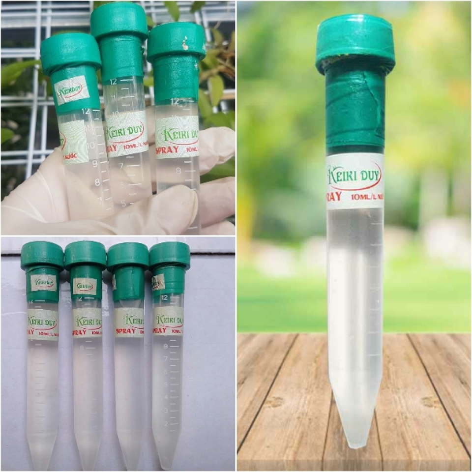 Duy xanh-duoc-ban-tai-THƯỞNG LÃM PHONG LAN VIỆT NAM