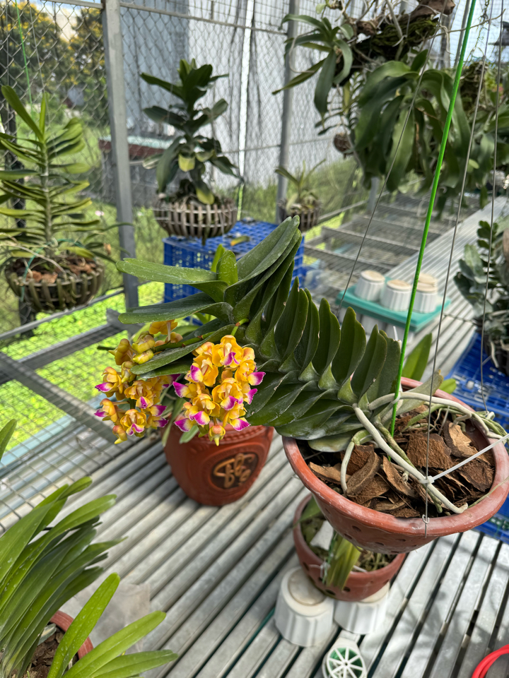 [Free ship 10kg] - Giá thể sọ dừa già - size tổng hợp đã xử lý Trichodema-duoc-ban-tai-THƯỞNG LÃM PHONG LAN VIỆT NAM