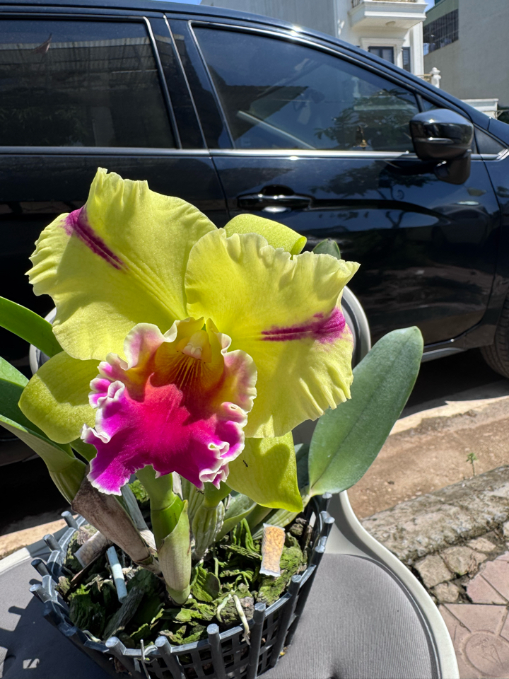 Phân tan chậm thông minh 16-16-16 TE+ Thái Lan - bỏ định kỳ 4 tháng/lần-duoc-ban-tai-THƯỞNG LÃM PHONG LAN VIỆT NAM