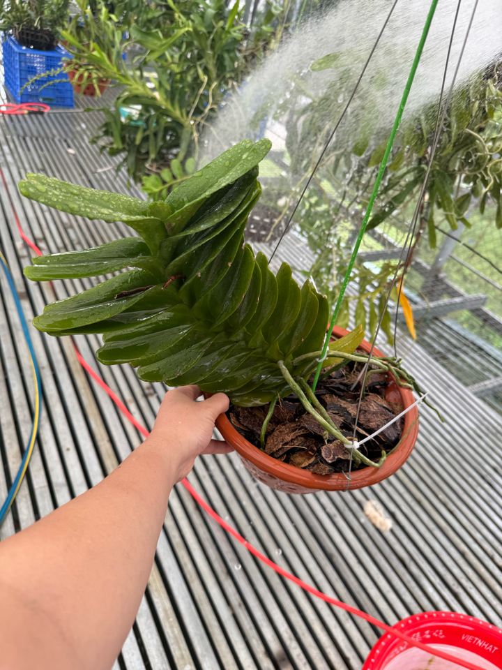 [Free ship 10kg] - Giá thể sọ dừa già - size tổng hợp đã xử lý Trichodema-duoc-ban-tai-THƯỞNG LÃM PHONG LAN VIỆT NAM