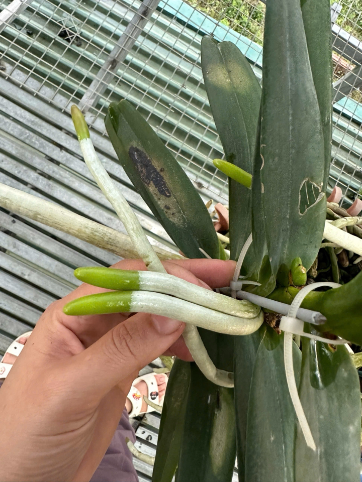 Combo phục hồi trẻ hoá bộ rễ dành cho Cây Hoa Lan: 01 chai FloraKleen 100ml + 02 chai Phân bón hữu cơ (GE) Nha đam 01 lít + 01 chai B1 Grofer Thái Lan 1 Lít-duoc-ban-tai-THƯỞNG LÃM PHONG LAN VIỆT NAM