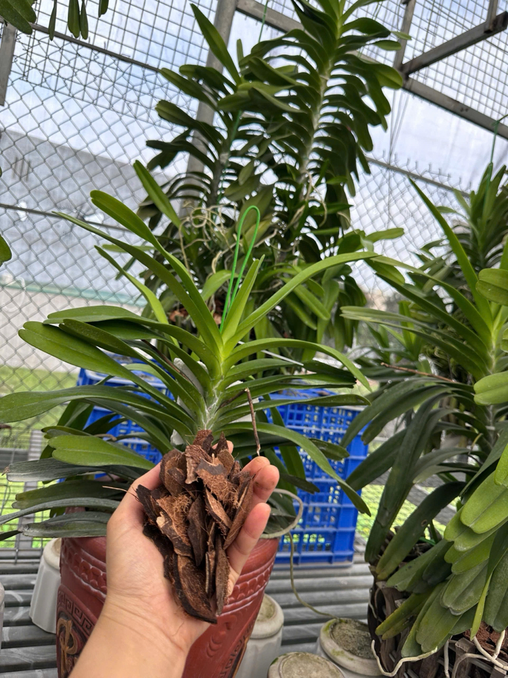 Giá thể sọ dừa già - size tổng hợp đã xử lý Trichodema-duoc-ban-tai-THƯỞNG LÃM PHONG LAN VIỆT NAM