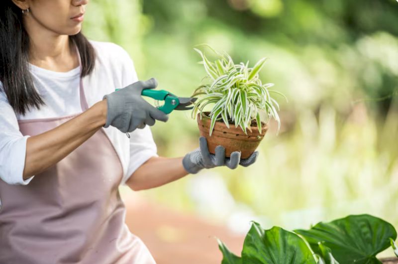 dich-vu-cham-soc-cay-canh.jpg