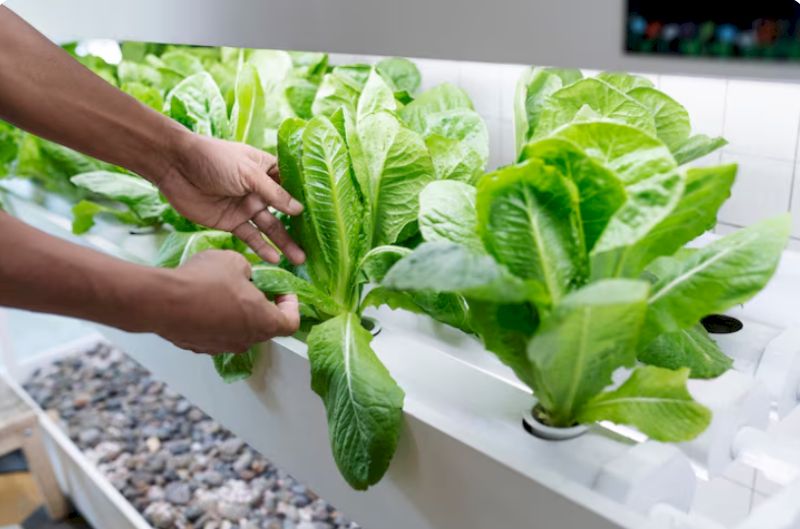 Trồng rau sạch, vốn thấp, nhu cầu ổn định